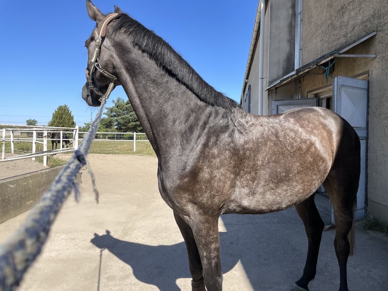 Hanoverian Gelding 4 years 16,3 hh Grey-Dark-Tan in Riesa