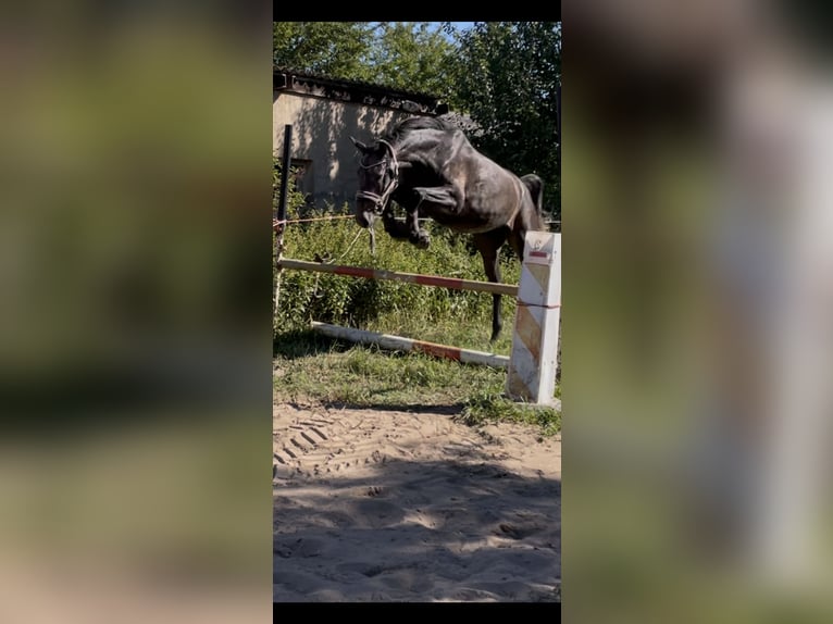 Hanoverian Gelding 4 years 16,3 hh Grey-Dark-Tan in Riesa