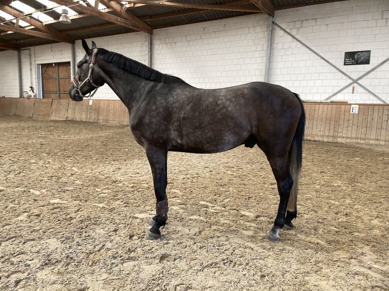 Hanoverian Gelding 4 years 16,3 hh Grey-Dark-Tan in Riesa