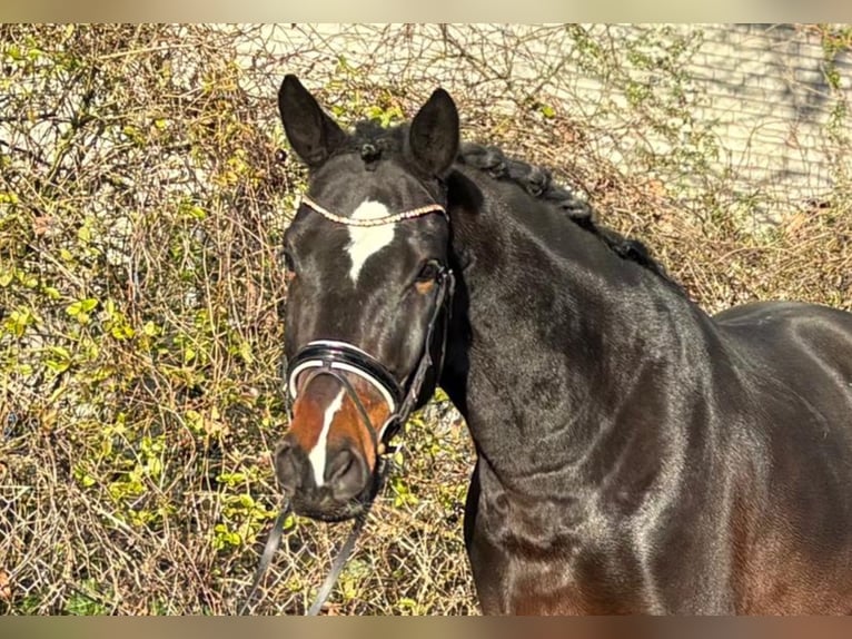 Hanoverian Gelding 4 years 17.1 hh Bay-Dark in Kirchlinteln