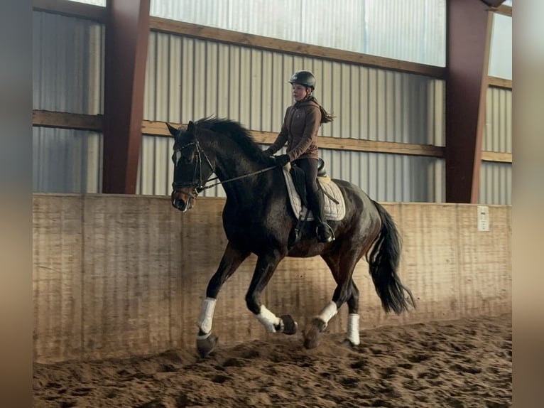 Hanoverian Gelding 4 years 17.1 hh Bay-Dark in Kirchlinteln