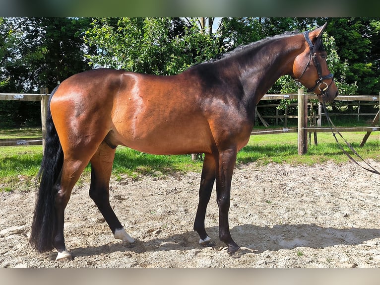 Hanoverian Gelding 4 years 17.1 hh Bay-Dark in Delmenhorst
