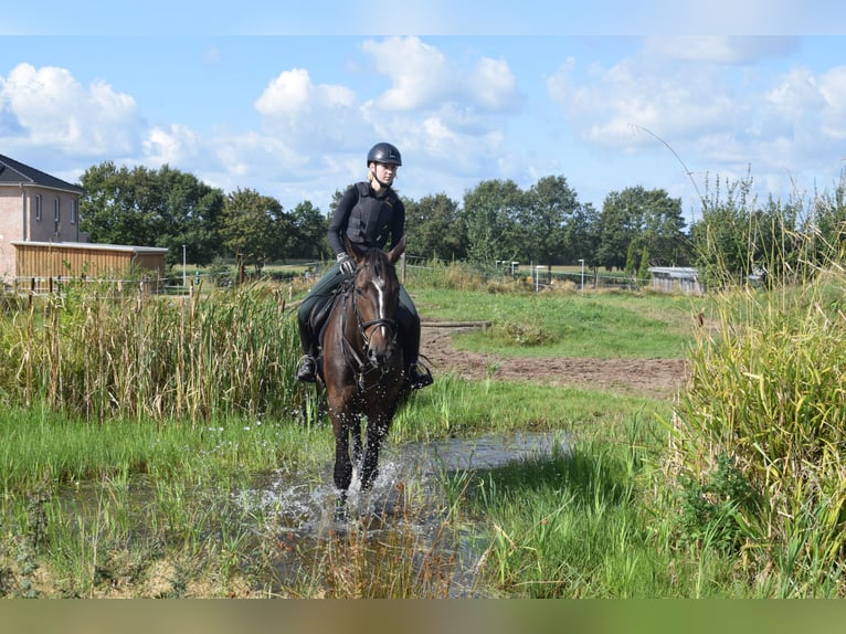 Hanoverian Gelding 4 years 17,1 hh Bay-Dark in Tarmstedt