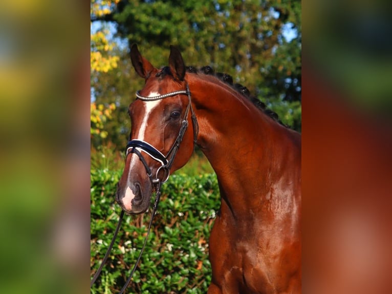 Hanoverian Gelding 4 years 17,1 hh Brown in Selsingen