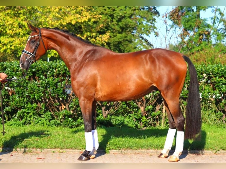 Hanoverian Gelding 4 years 17,1 hh Brown in Selsingen