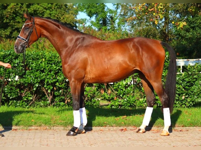 Hanoverian Gelding 4 years 17,1 hh Brown in Selsingen