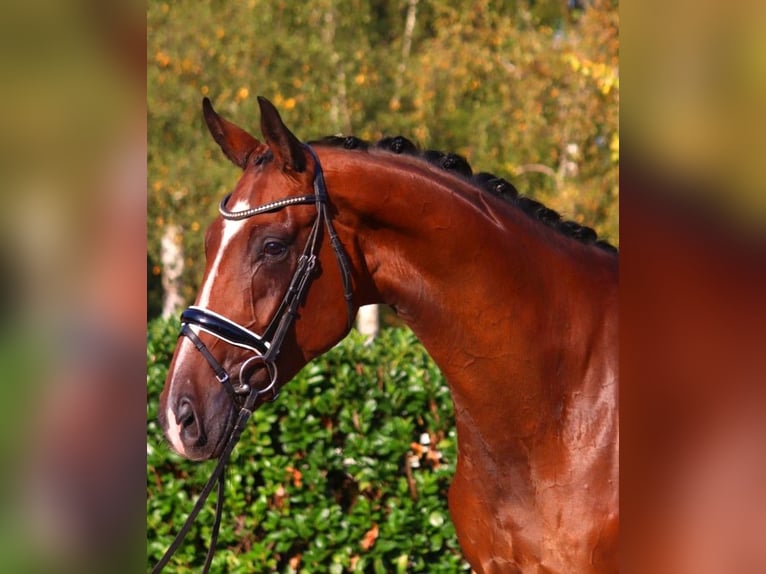 Hanoverian Gelding 4 years 17,1 hh Brown in Selsingen