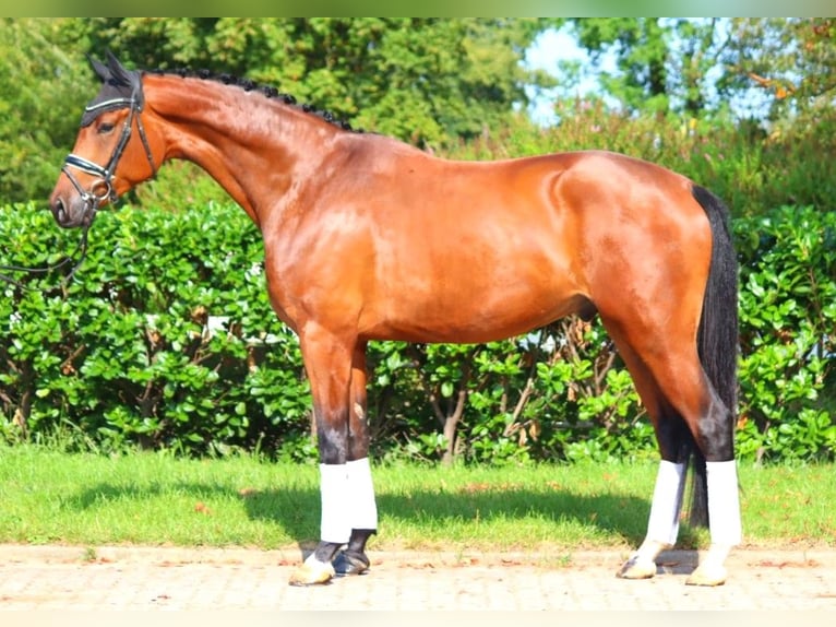 Hanoverian Gelding 4 years 17,1 hh Brown in Selsingen