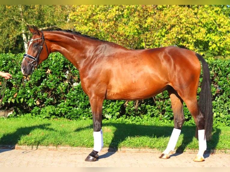 Hanoverian Gelding 4 years 17,1 hh Brown in Selsingen