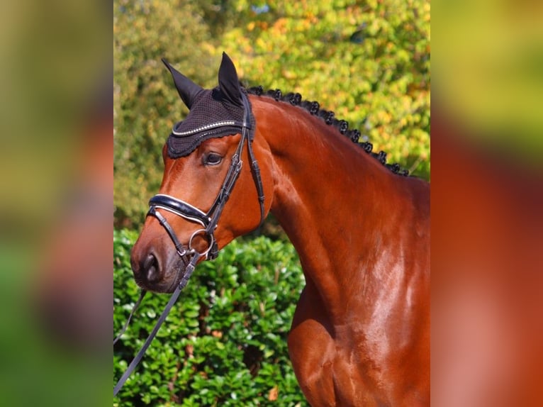 Hanoverian Gelding 4 years 17,1 hh Brown in Selsingen