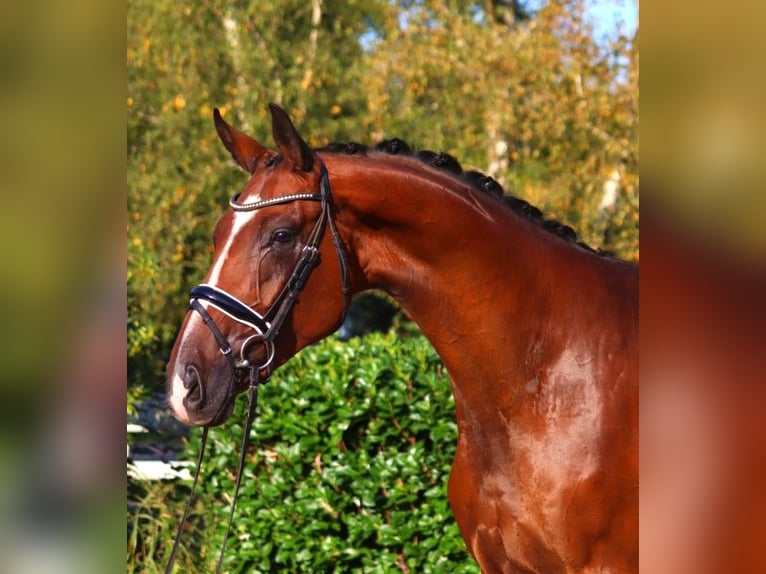 Hanoverian Gelding 4 years 17,1 hh Brown in Selsingen