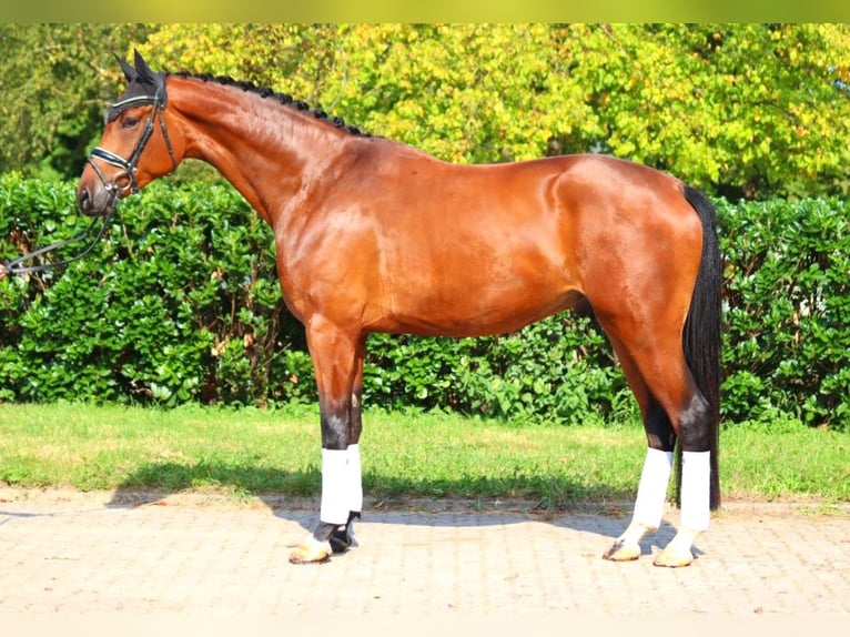 Hanoverian Gelding 4 years 17,1 hh Brown in Selsingen