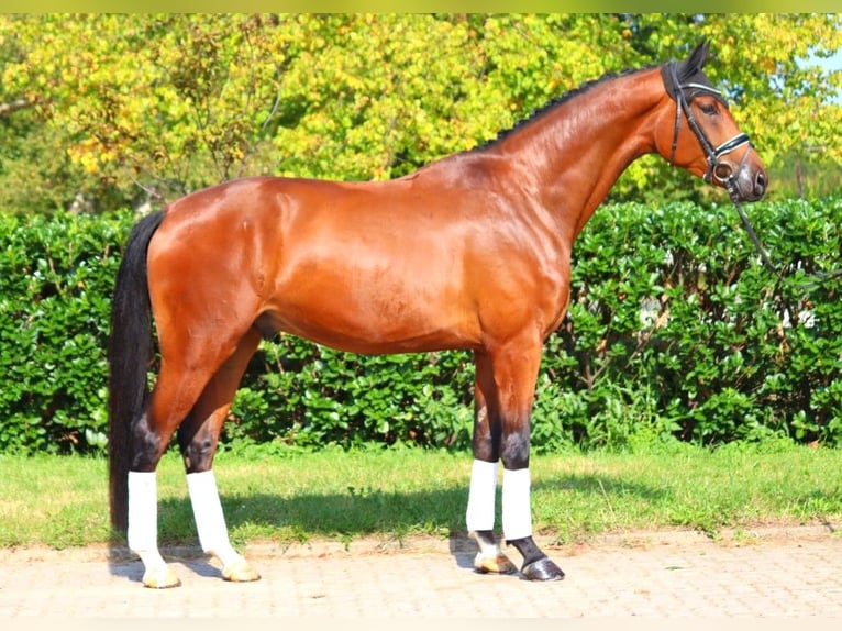 Hanoverian Gelding 4 years 17,1 hh Brown in Selsingen