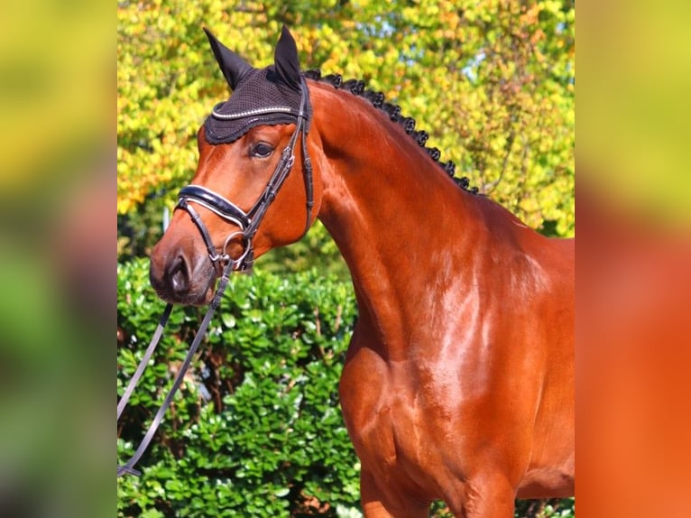 Hanoverian Gelding 4 years 17,1 hh Brown in Selsingen