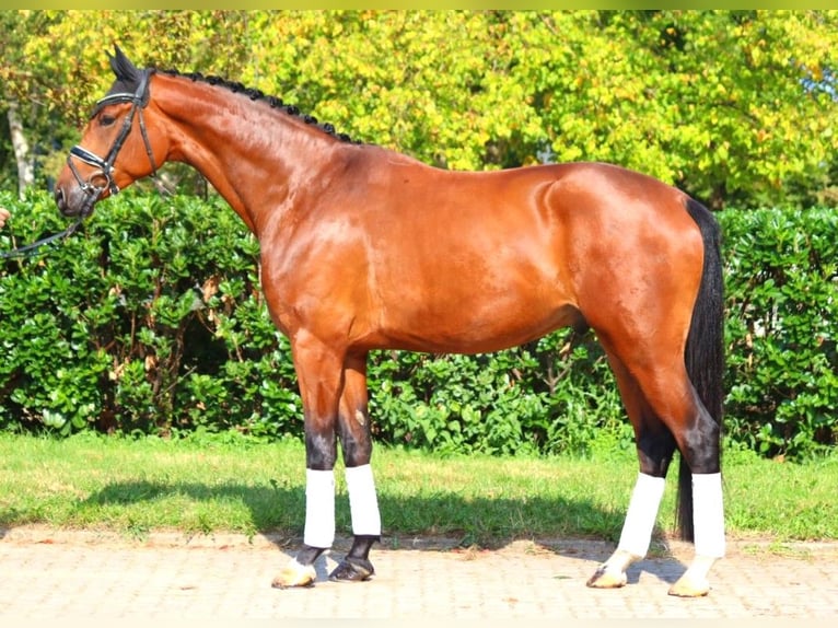 Hanoverian Gelding 4 years 17,1 hh Brown in Selsingen