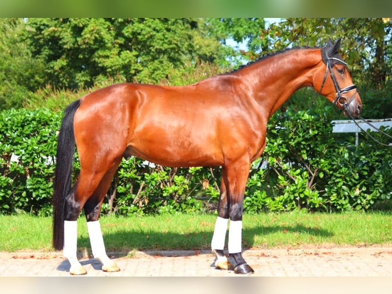 Hanoverian Gelding 4 years 17,1 hh Brown in Selsingen