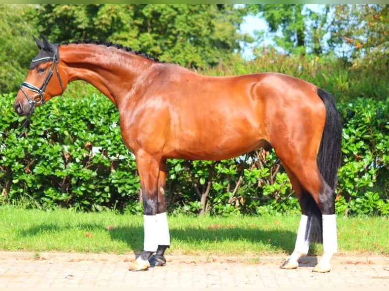 Hanoverian Gelding 4 years 17,1 hh Brown in Selsingen