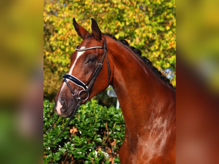 Hanoverian Gelding 4 years 17,1 hh Brown in Selsingen