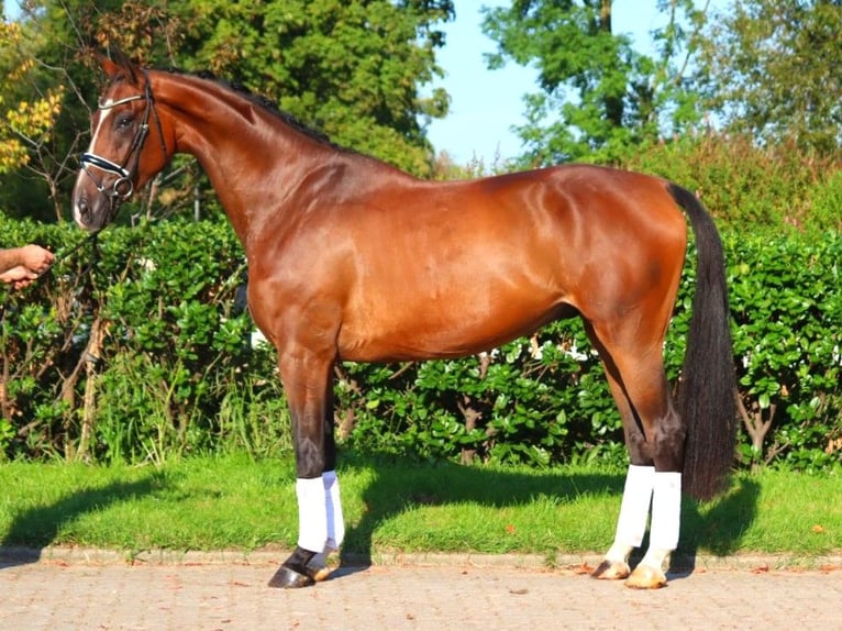 Hanoverian Gelding 4 years 17,1 hh Brown in Selsingen