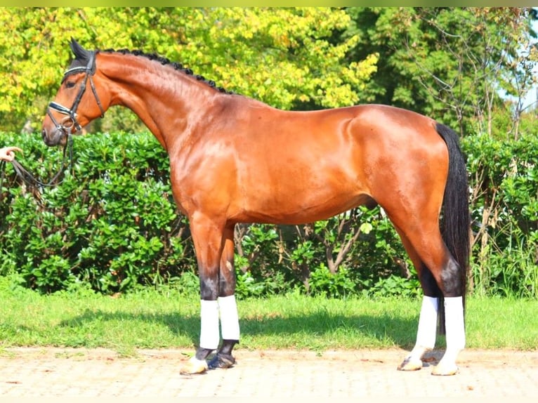 Hanoverian Gelding 4 years 17,1 hh Brown in Selsingen