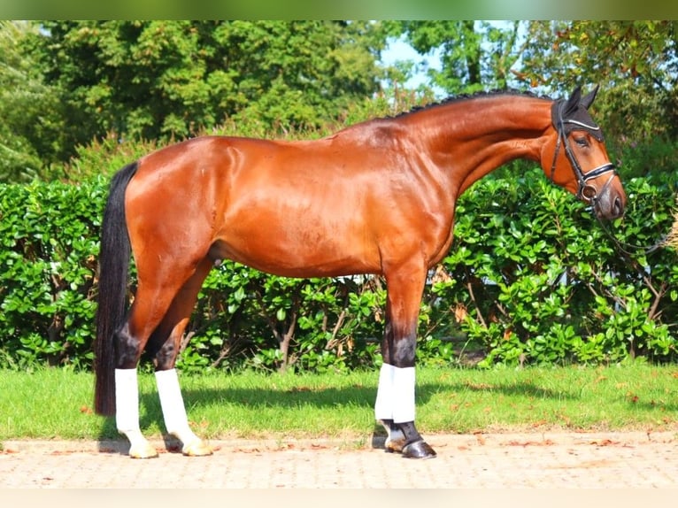 Hanoverian Gelding 4 years 17,1 hh Brown in Selsingen