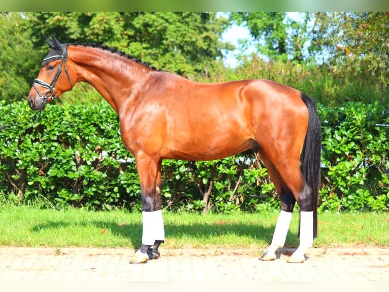 Hanoverian Gelding 4 years 17,1 hh Brown in Selsingen