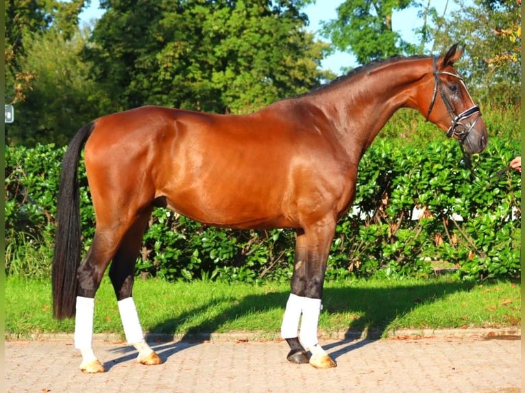 Hanoverian Gelding 4 years 17,1 hh Brown in Selsingen