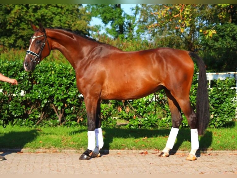 Hanoverian Gelding 4 years 17,1 hh Brown in Selsingen