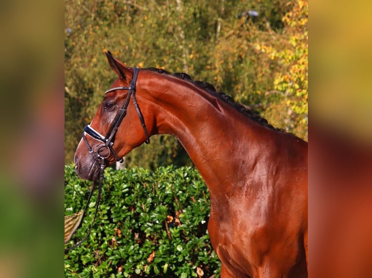 Hanoverian Gelding 4 years 17,1 hh Brown in Selsingen