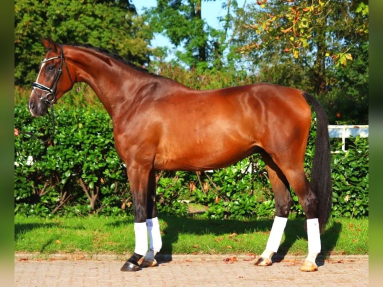 Hanoverian Gelding 4 years 17,1 hh Brown in Selsingen