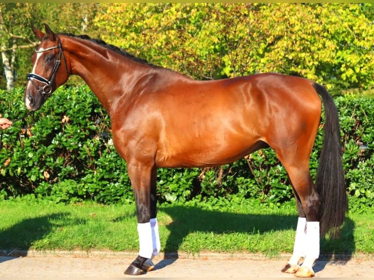 Hanoverian Gelding 4 years 17,1 hh Brown in Selsingen