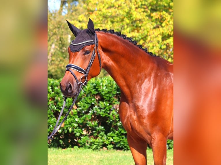 Hanoverian Gelding 4 years 17,1 hh Brown in Selsingen