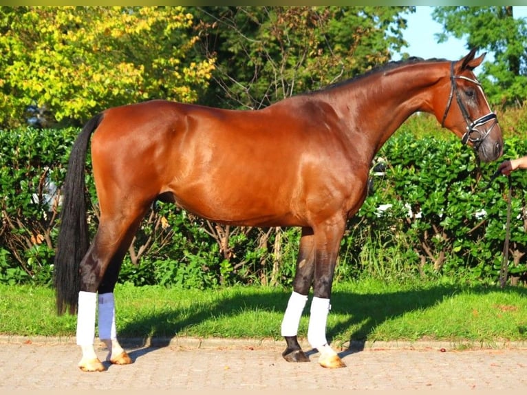 Hanoverian Gelding 4 years 17,1 hh Brown in Selsingen