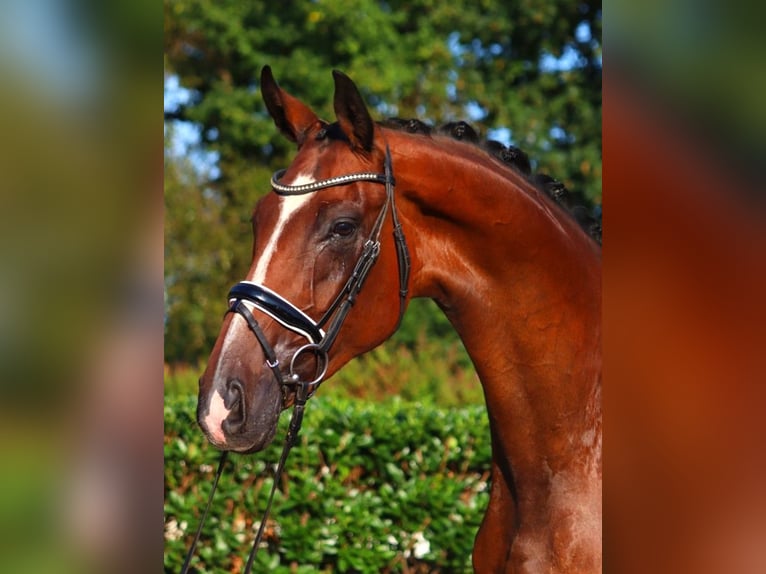 Hanoverian Gelding 4 years 17,1 hh Brown in Selsingen