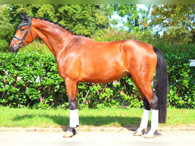 Hanoverian Gelding 4 years 17,1 hh Brown in Selsingen