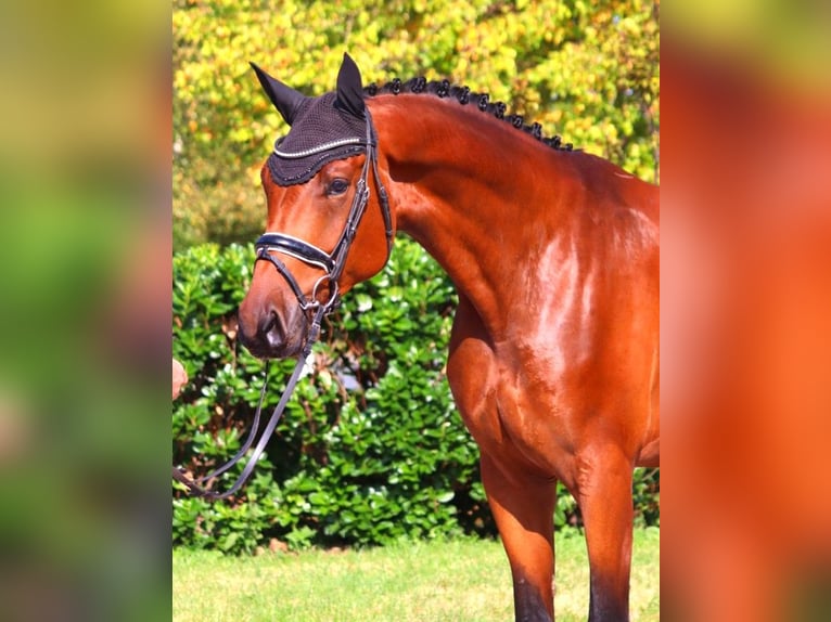 Hanoverian Gelding 4 years 17,1 hh Brown in Selsingen