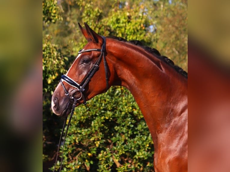 Hanoverian Gelding 4 years 17,1 hh Brown in Selsingen