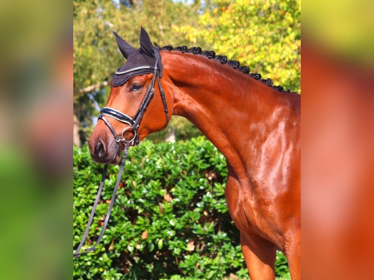 Hanoverian Gelding 4 years 17,1 hh Brown in Selsingen