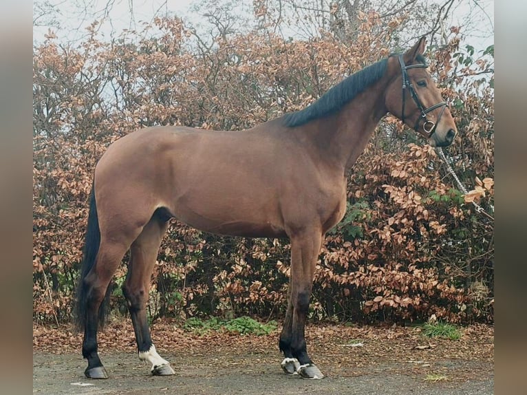 Hanoverian Gelding 4 years 17.1 hh Brown in Someren