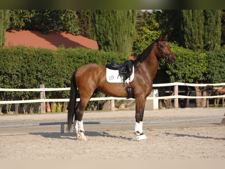 Hanoverian Gelding 4 years 17,1 hh Brown-Light in Madrid