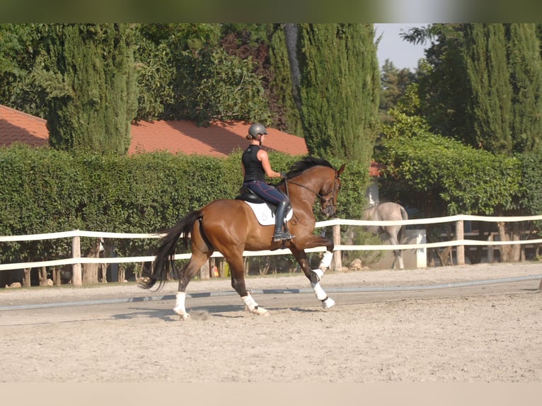 Hanoverian Gelding 4 years 17,1 hh Brown-Light in Madrid