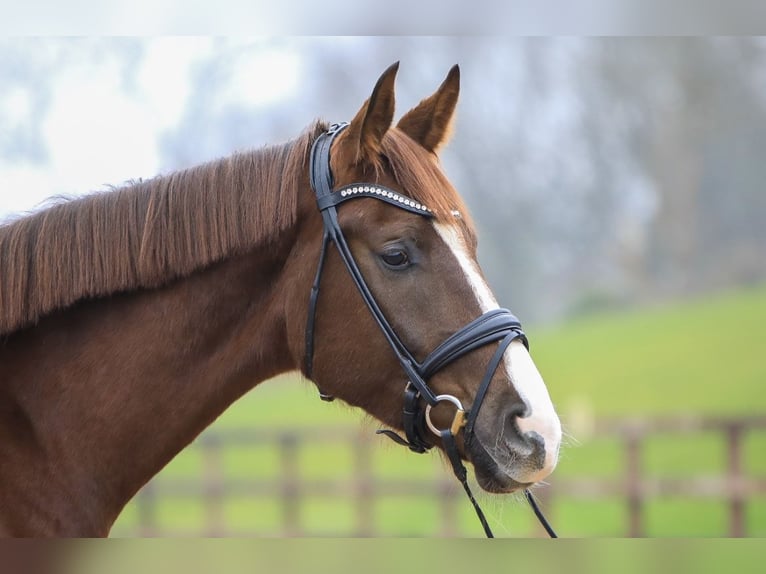 Hanoverian Gelding 4 years 17,1 hh Chestnut in Gloucestershire