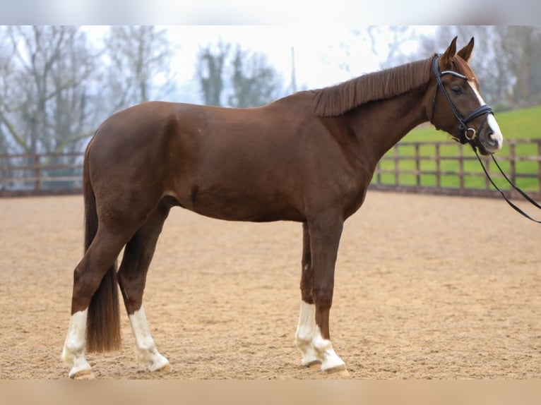 Hanoverian Gelding 4 years 17,1 hh Chestnut in Gloucestershire