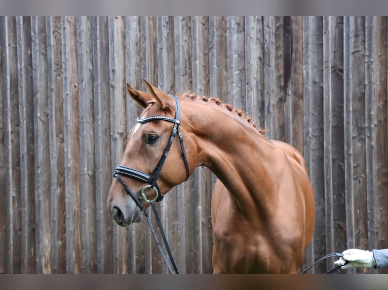 Hanoverian Gelding 4 years 17,1 hh Chestnut-Red in Celle