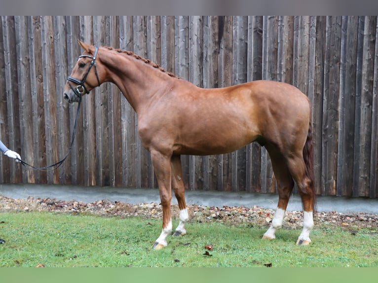 Hanoverian Gelding 4 years 17,1 hh Chestnut-Red in Celle