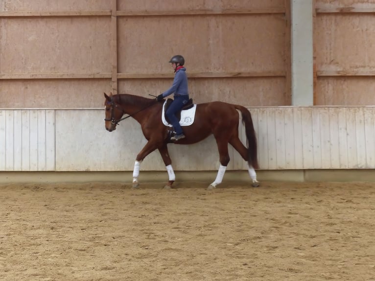 Hanoverian Gelding 4 years 17.1 hh Chestnut-Red in Rot an der Rot