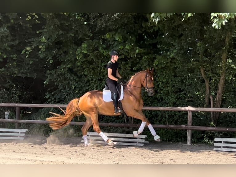 Hanoverian Gelding 4 years 17,1 hh Chestnut-Red in Verden (Aller)