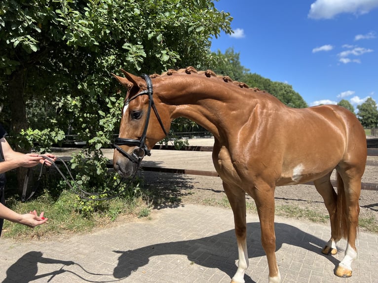 Hanoverian Gelding 4 years 17,1 hh Chestnut-Red in Verden (Aller)