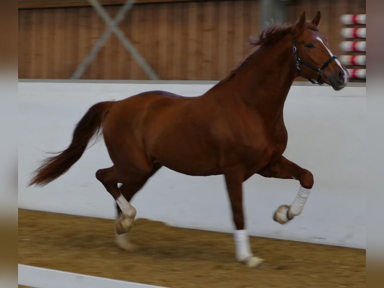 Hanoverian Gelding 4 years 17,1 hh Chestnut-Red in Greifenstein