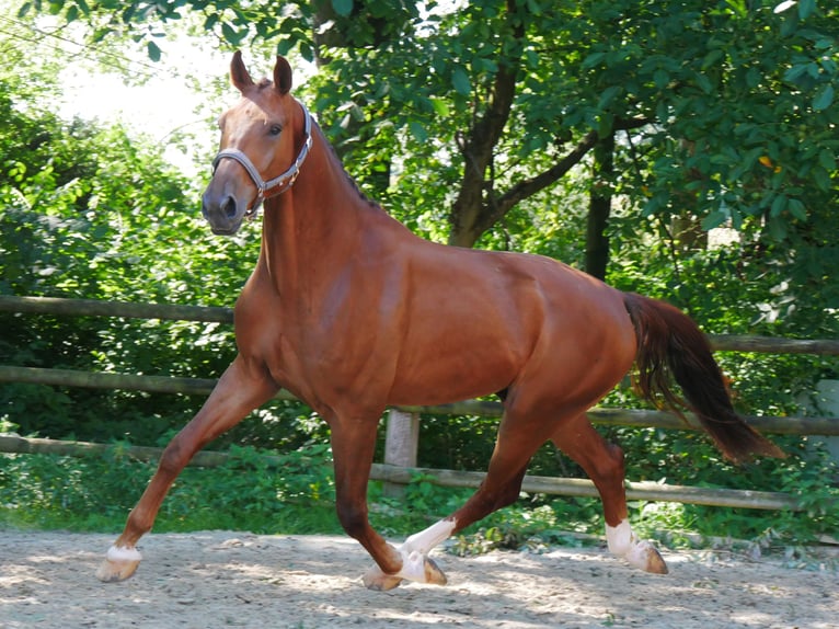 Hanoverian Gelding 4 years 17,1 hh in Dorsten